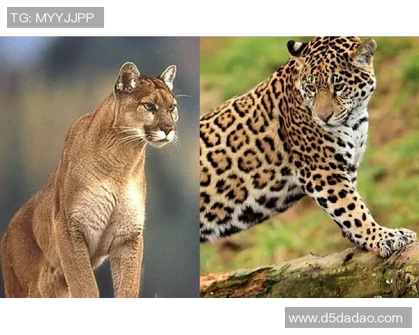 维拉与美洲狮的激烈对决谁能在这场比赛中脱颖而出